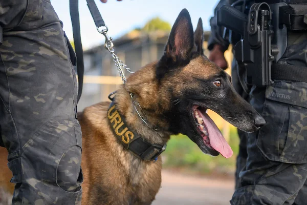 121125-KN-DOE-Realiza-Treinamento-com-Caes-Policiais-054.jpg