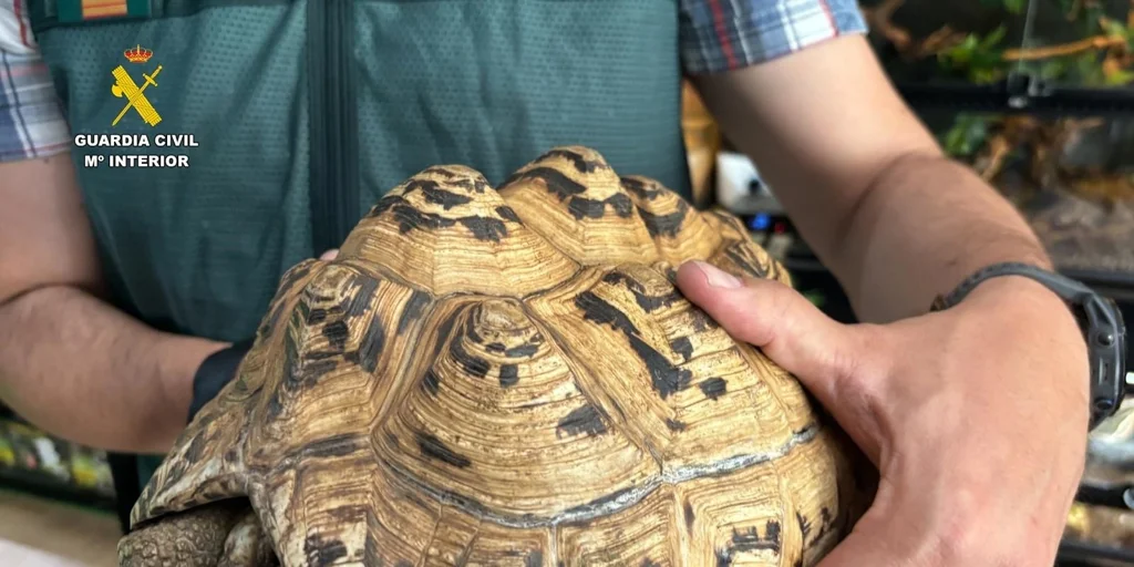EuropaPress_7102942_intervenidos_cerca_500_animales_exoticos_protegidos_falso_refugio_avila-U7187528.webp