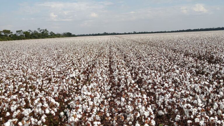 en-algodon-la-entidad-explico-que-los-precios-al-AON75B2ZVRD3PH4XP366XJTTP4.jpeg