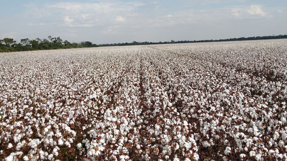 en-algodon-la-entidad-explico-que-los-precios-al-AON75B2ZVRD3PH4XP366XJTTP4.jpeg