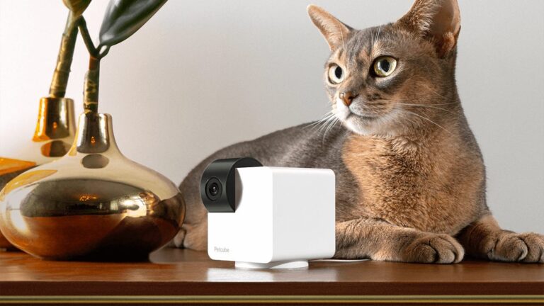Petcube cam and shorthair cat sitting on a wood table next to decor.