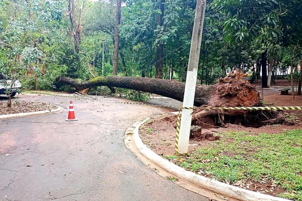 queda-de-arvore-estragos-ciclone-extratropical-matao-interior-de-sp.jpg