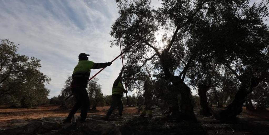 trabajadores-aceituna-campo-k1TG-1024x512@diario_abc.jpg