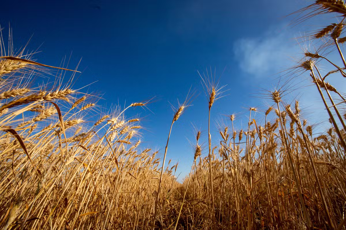 trigo-agrizone-embrapa-leo-ribeiro.jpg